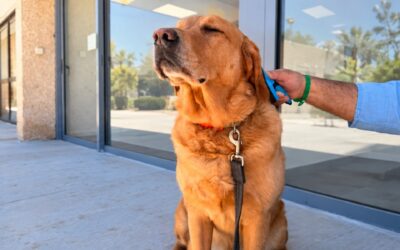 Sheba’s Immersive Approach to Canine-Assisted Mental Health Care